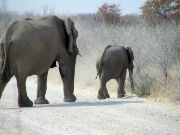 Elephant, Etosha, Namibia