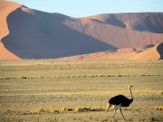 Ostrich and Sand Dunes, Sossusvlei, Namibia