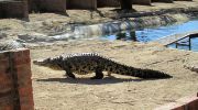 Otawarango Crocodile Farm