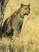 Leopard in Chobe National Park