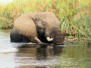 Okavango Elephant