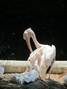 Pelican, Munich 2012