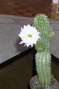 Cactus, 1989