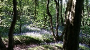 Bluebells at Apedale